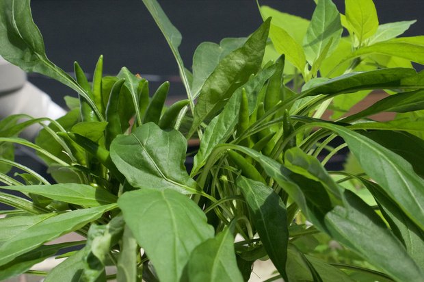 唐辛子のベランダ菜園